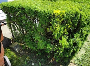 Bush Trimming by Michael Hardin for Paul S. in Tipp City, OH