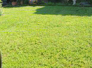 Rolando C.'s Lawn Care service result