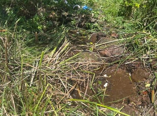 Cleanups by Trapper Ellis for Robert B. in Collierville, TN