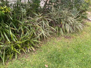 Weeding by Gary Allen for Jeremiah J. in New Orleans, LA