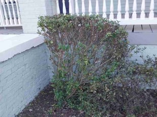 Bush Trimming by Joshua Walker for Ellen E. in Atlanta, GA