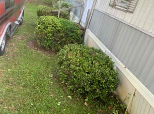 Bush Trimming by Quenton Gulledge for Thomas B. in Kannapolis, NC