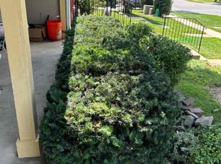 Weeding by MJose Rolando Villeda for Lisa B. in Frederick, MD