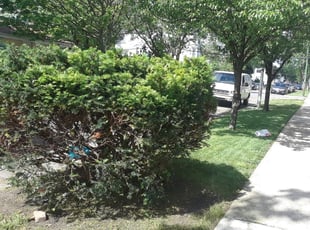Bush Trimming by Cathey Hardy for Arleesia M. in Chicago, IL
