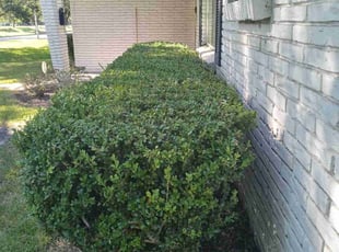 Bush Trimming by Rafael Gonzalez for Daniel A. in Houston, TX