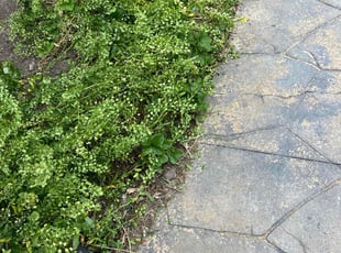 Bush Trimming by Jay Safford for Beth D. in Tinley Park, IL