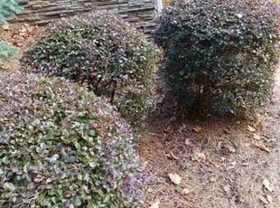 Bush Trimming by Enrique Juarez for Melissa O. in Woodstock, GA