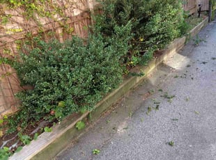 Bush Trimming by Gregory Warren for juan t. in Providence, RI