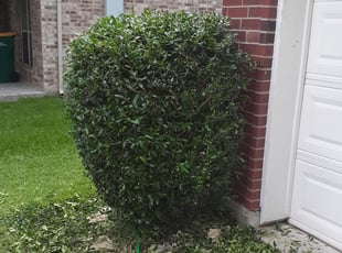 Bush Trimming by Gregorio Castruita for Clacy C. in Pearland, TX