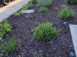 Bush Trimming by Benny Lopez for Vernette B. in Roseville, CA