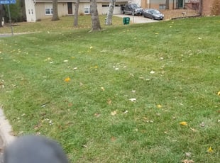 Leaf Removal by Kyle Anderson for Allison F. in Minneapolis, MN