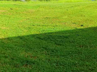 Tamara W.'s Lawn Maintenance service result
