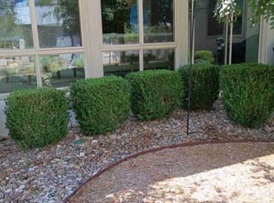 Bush Trimming by Robert Camacho for Eric K. in Canyon Lake, TX