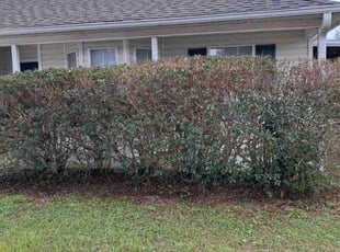 Bush Trimming by James Jaggers for Marie L. in Crestview, FL