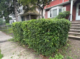 Bush Trimming by Leslie Davenport for Nayo W. in Newark, NJ