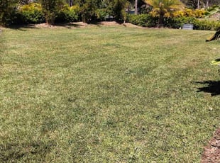 Alejandro G.'s Lawn Service service result