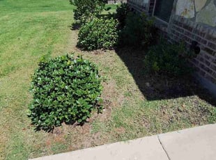 Weeding by Jesus Valencia for Aaron T. in Krum, TX