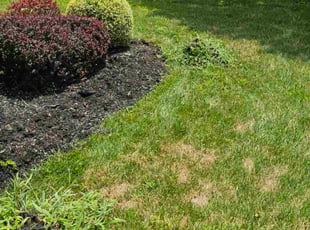 Weeding by Terrence Hawkins for Joseph A. in Bowie, MD