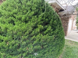Bush Trimming by Manuel Lucero for Jeannine W. in Albuquerque, NM