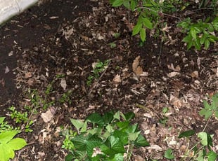 Leaf Removal by Jermaine Mallett for Dorothea D. in Springfield, MO