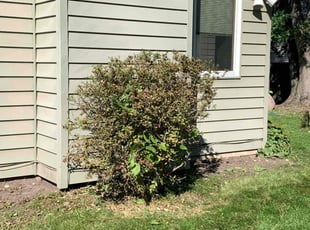 Bush Trimming by George Rosales for Anthony B. in Lake Villa, IL