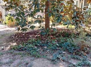 Cleanups by Lailani Jacobs for Suzanne L. in Wake Forest, NC