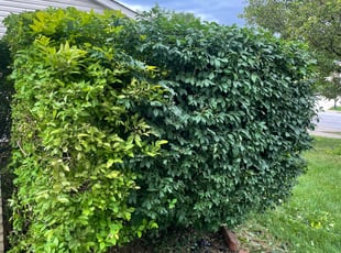Bush Trimming by Alisha Lawson for David C. in Columbus, OH