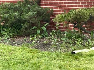 Bush Trimming by Harry Russell for Kim T. in Arlington Heights, IL