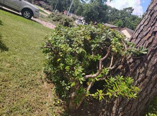 Bush Trimming by Enrique Ramirez for Barbara J. in Houston, TX
