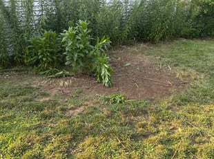 Cleanups by Genee Buckner for Ty F. in St. Louis, MO