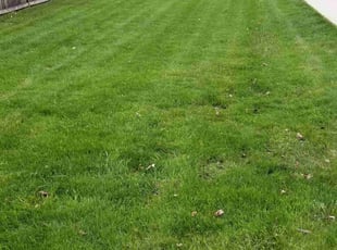 Gina D.'s Lawn Service service result