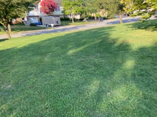 Sabrina S.'s Lawn Mowing service result