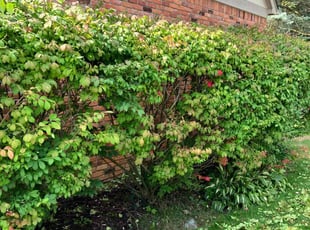 Bush Trimming by Kyle Birmingham for Michael G. in Troy, MI
