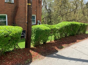 Bush Trimming by Tucker Bocan for Lisa D. in Pittsburgh, PA
