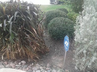 Bush Trimming by Rick Lopez for Pam G. in San Antonio, TX