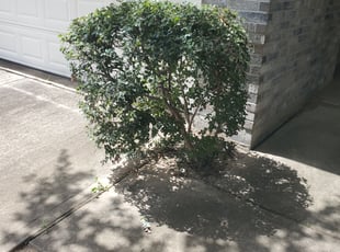 Bush Trimming by Gladis Carcamo for Kesha M. in Katy, TX