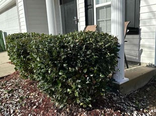 Bush Trimming by Kenneth Alford for Tadijah A. in Columbia, SC