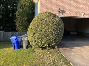 Bush Trimming by Jonathan Clark for Dennis G. in Lawrenceville, GA