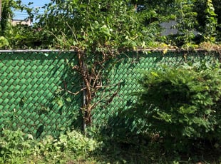 Bush Trimming by Nathan Edwards for Demetrius Q. in Milwaukee, WI