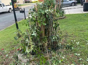 Bush Trimming by Paul Tollefson for Shane R. in Tallahassee, FL