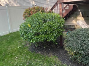 Bush Trimming by Carol Hughes for Deborah M. in Worcester, MA