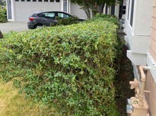 Bush Trimming by Jay Chavez for Tien N. in Kenmore, WA