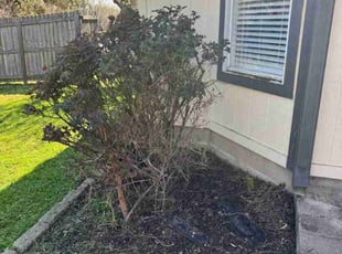 Bush Trimming by Rene Gabriel Ramirez for Achyta M. in Round Rock, TX
