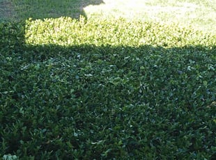 Bush Trimming by Paul Jones for Asayah I. in Houston, TX