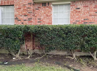 Cleanups by Melvin Sanchez for Radhika I. in Plano, TX