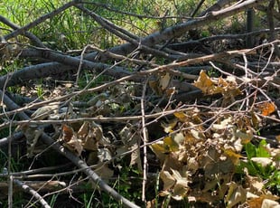 Cleanups by Juan Ortiz for Martha P. in Wichita Falls, TX