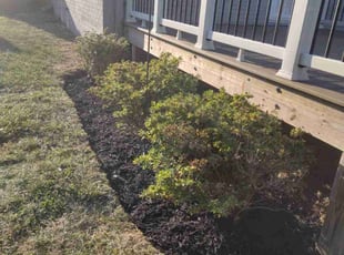 Mulching by Rómulo González for Bernardo G. in Alexandria, VA