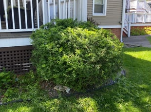 Bush Trimming by James Serio for Wayne R. in Rochester, NY