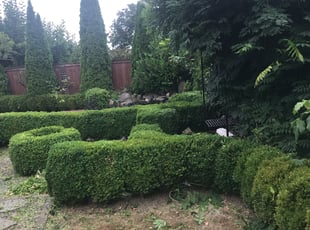 Bush Trimming by Todd Adamson for Saravana S. in Bothell, WA