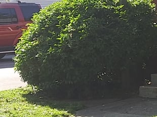 Bush Trimming by Chris Slone for Daisy R. in Louisville, KY